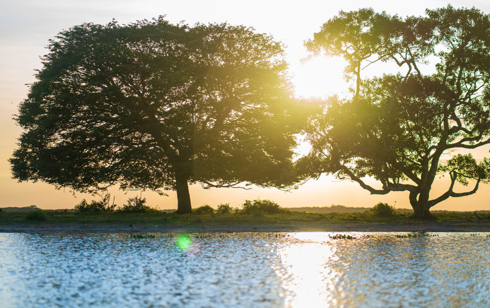 Trees and Sunset in Los Llanos, Colombia