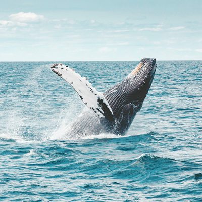 Humpback Whales in Pacific Coast, Colombia