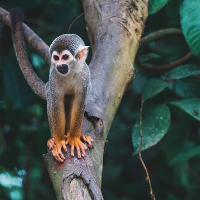 Monkey in Amazonas, Colombia